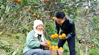 harvest oranges to sell  lyyennhi [upl. by Eam]