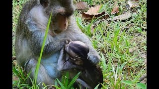 How mom weaning baby Poor baby monkey very Small Baby cry and very hungry milk [upl. by Lauer]