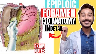 epiploic foramen anatomy 3d  foramen of winslow anatomy  omental foramen anatomy [upl. by Nek]