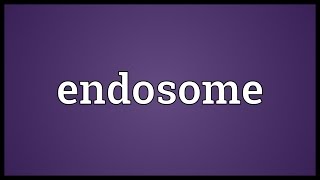 Endosome Meaning [upl. by Hugues]