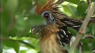 Hoatzin the flying cow [upl. by Terryl]