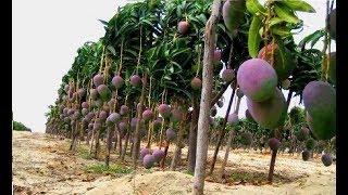 Top 10 easy to grow fruit trees and plants for beginners [upl. by Notsla]