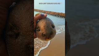 puffer fish returned to their sea shorts trending sea pufferfish [upl. by Ezra]