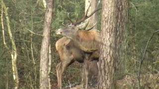 Red deer lost Antlers Veluwe [upl. by Irem]