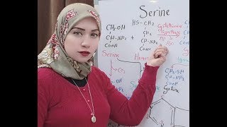 Protein Metabolism Session 10Sernie Amino Acid Metabolism [upl. by Roane]