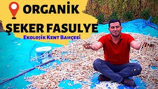 FASULYE YETİŞTİRİCİLİĞİ  AKKUŞ ŞEKER FASULYESİ [upl. by Htebaile]