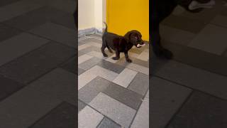 Lab dog funny’s video labrodar labdogs labrador funny labradorretriever doglovers doglife [upl. by Eskil]