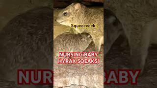 Baby hyrax nurses on new mother dassie nursing hyrax squeaks [upl. by Drud245]