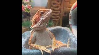 Bearded dragons Funny moments [upl. by Paquito]