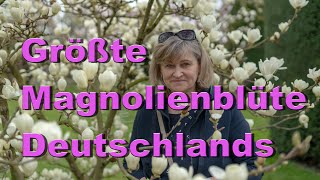 Deutschlands größte Magnolienblüte in Stuttgart I Maurischen Garten Wilhelma [upl. by Necyla140]