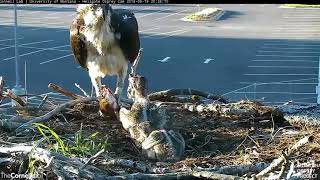 Iris brings in a big fish  Hellgate osprey cam [upl. by Etnoek]