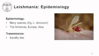 Protozoa Tissue Infections [upl. by Francine81]