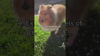 Have you got a Sheltie Shetland Sheepdog dogfacts cutepuppy shelties puppyfacts puppyplaying [upl. by Atronna221]