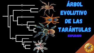 EXPLICANDO TODA LA EVOLUCIÓN Y DIVERSIDAD DE TARÁNTULAS [upl. by Eleaffar]