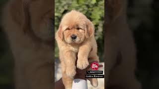 Super Golden Retriever Puppy [upl. by Gabriel369]