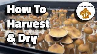 How To HARVEST And DEHYDRATE Your Mushrooms [upl. by Trimble547]