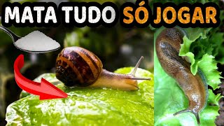 Mata Lesmas Caracóis e Caramujos da sua Horta Sem Gastar Nada [upl. by Kally483]