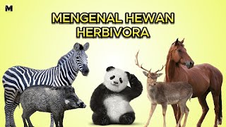 mengenal hewan herbivora pemakan tumbuhan [upl. by Lunnete]