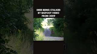 Footage of Bigfoot hunting Deer Circa 2009 bigfoot sasquatch publishtoall bigfootsighting [upl. by Galatea]