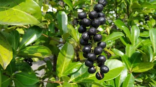 Laurel Cherry Prunus laurocerasus  toxic or edible [upl. by Kenwrick]