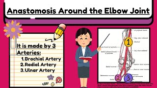 Anastomosis Around the Elbow Joint Explained Easy  Arteries of Upper Limb Anatomy by Novice Medic [upl. by Eyaf]