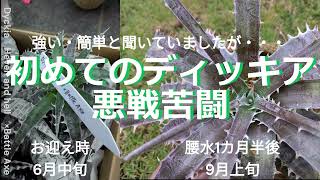 初めてのディッキア悪戦苦闘（購入３か月後再度植替） [upl. by Nanah]