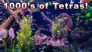 The Most Amazing Tetra in a 3000 Gallon Aquarium Cardinal Tetra Care and Breeding [upl. by Kciredes]