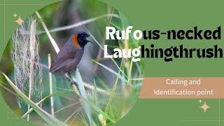 Rufousnecked Laughingthrush  calling [upl. by Ellened]