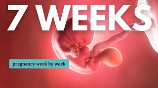 7 Weeks Pregnant 🤰 What to Expect Changes for You amp Baby Development [upl. by Mail]