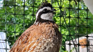 Bobwhite Quail says quotGood Morningquot 🐥 [upl. by Aleetha908]