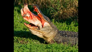 Gator Trying to Eat a Softshell Turtle [upl. by Bohner]