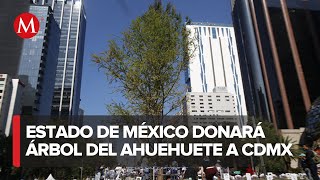 Arboleda en Texcoco ofrece donar ahuehuete para Paseo de la Reforma [upl. by Atiral]