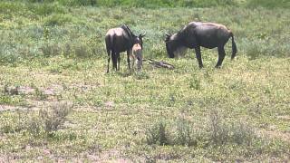 New born wildebeest at Ngorongoro Conservation Area part 2 [upl. by Ahsikin]