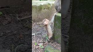 LUNO babymonkey adorable so CUTE🐒😘NU1 monkeys viral animals shortsvideo monkey youtube [upl. by Conlen]