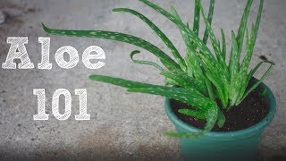 How to repot an Aloe Vera plant  Aloe 101 [upl. by Urania]