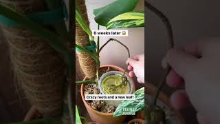 Monstera Plant Care Experiment Success Swiss Cheese Plant shorts [upl. by Ardena]