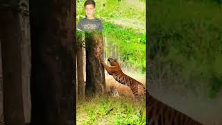 How Wild Life Bengal Tiger Live [upl. by Llehcal]