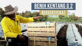 ULASAN BENIH KENTANG JENIS GRANOLA L GENERASI KE 2 [upl. by Nessej]