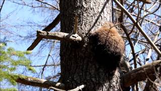 Young Porcupine Climbs a Tree [upl. by Neiht]