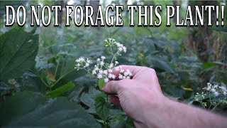 DO NOT FORAGE THIS PLANT White Snakeroot and Boneset Comparison [upl. by Nylahs14]