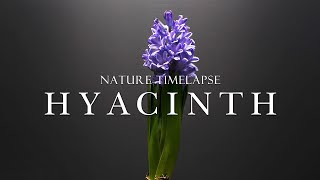 4K 히아신스 개화 타임랩스꽃 피우기 키우기식물 작물 타임랩스 히아신스 키우기  Hyacinth  plant growing time lapse네이처타임랩스 [upl. by Rekrap147]