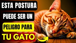 🔴SI TU GATO DUERME DE ESTA FORMA PUEDE SER UNA SEÑAL DE PROBLEMAS 🐱 [upl. by Anegal761]