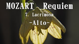 モーツァルト 「レクイエム」より 7 Lacrimosa アルト MOZART Requiem K626 Alto [upl. by Ardnoel922]