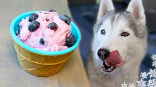 Blueberry Ice Cream For Dogs 🍦 Dog Ice Cream DIY 🍦 [upl. by Furlani]