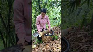 Bamboo Forest Adventure Uncovering Sustainable Bamboo Harvesting Techniques [upl. by Nodlew61]