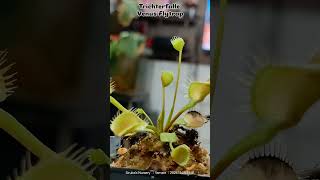 🌿 Meet the TrichterfalleVenusFlytrap known for its unique funnelshaped traps venusflytrapplant [upl. by Vonni]