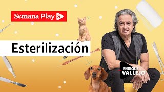 Mitos y realidades de la esterilización de perros y gatos  Semana Play [upl. by Ayekan]