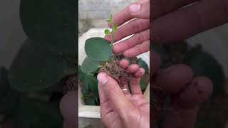 How to grow Aeschynanthus lobbiana from leaves [upl. by Enetsuj]