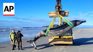 WATCH World’s rarest whale found on New Zealand beach possibly shedding clues on species [upl. by Eseyt]