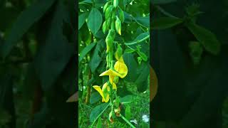 Crotalaria longirostrataflowers naturewithtuli shortsviral paharpur bangladesh heritage [upl. by Pascia]